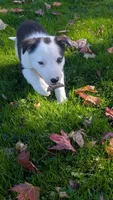 Panda, a male Border Collie for sale in Columbiana, OH – 5 of 6