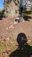 Oreo, a male Border Collie for sale in Columbiana, OH – 4 of 5