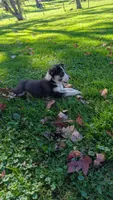 peanut, a female Border Collie for sale in Columbiana, OH – 2 of 5