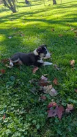 peanut, a female Border Collie for sale in Columbiana, OH – 3 of 5