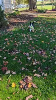 Oreo, a male Border Collie for sale in Columbiana, OH – 2 of 5