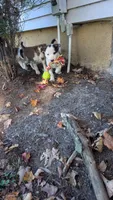 Panda, a male Border Collie for sale in Columbiana, OH – 2 of 6