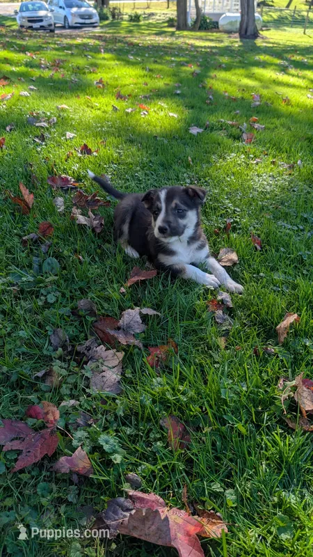 peanut – Border Collie puppy for sale in Columbiana, OH