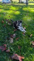 peanut, a female Border Collie for sale in Columbiana, OH – 1 of 5