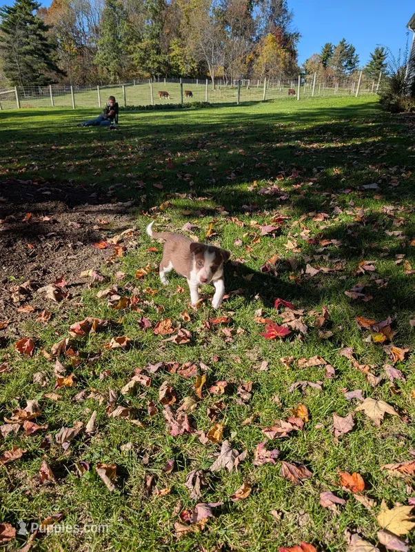 Rosey – Border Collie puppy for sale in Columbiana, OH