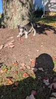 Oreo, a male Border Collie for sale in Columbiana, OH – 5 of 5