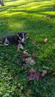 peanut, a female Border Collie for sale in Columbiana, OH – 4 of 5