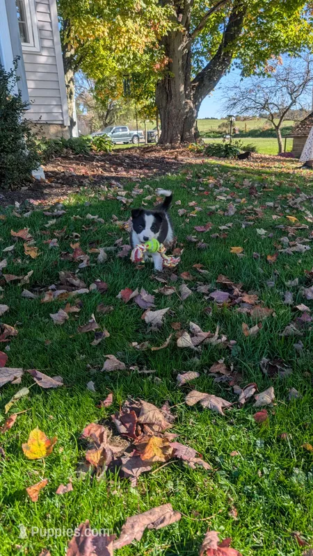 Oreo – Border Collie puppy for sale in Columbiana, OH