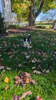 Oreo, a male Border Collie for sale in Columbiana, OH – 1 of 5