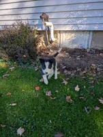 Oreo, a male Border Collie for sale in Columbiana, OH – 3 of 5