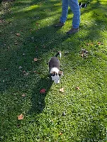 Panda, a male Border Collie for sale in Columbiana, OH – 4 of 6