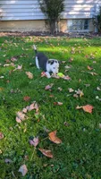 Panda, a male Border Collie for sale in Columbiana, OH – 3 of 6