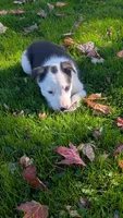 Panda, a male Border Collie for sale in Columbiana, OH – 6 of 6