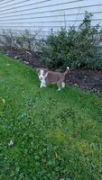 Rosey, a female Border Collie for sale in Columbiana, OH – 3 of 6