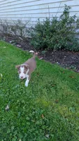 Rosey, a female Border Collie for sale in Columbiana, OH – 2 of 6
