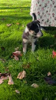 peanut, a female Border Collie for sale in Columbiana, OH – 5 of 5