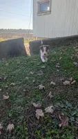 Rosey, a female Border Collie for sale in Columbiana, OH – 6 of 6