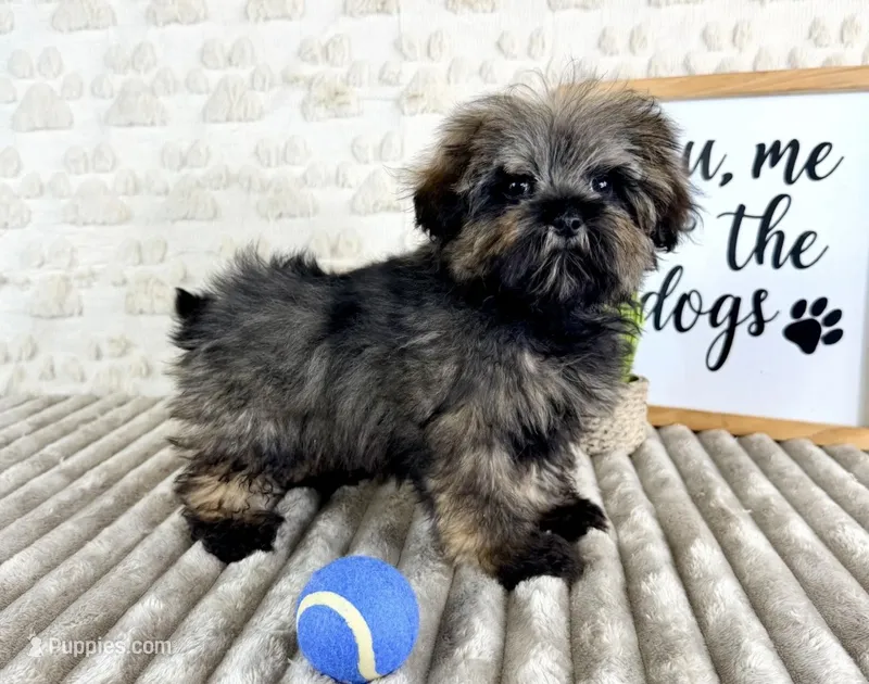 Jexx – Maltipoo puppy for sale in Indianapolis, IN