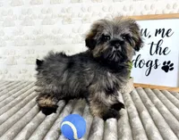 Jexx, a male Maltipoo for sale in Indianapolis, IN – 1 of 3