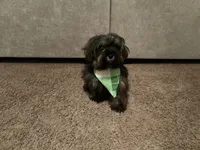 Jexx, a male Maltipoo for sale in Indianapolis, IN – 3 of 3