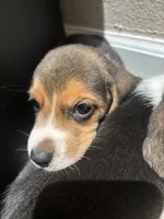 Toby, a male Beagle for sale in Lake Elsinore, CA – 7 of 10