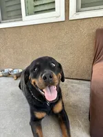 Benny, a female Rottweiler for sale in Lake Elsinore, CA – Photo 1 of 6