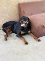 Benny, a female Rottweiler for sale in Lake Elsinore, CA – Photo 5 of 6