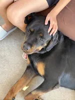 Benny, a female Rottweiler for sale in Lake Elsinore, CA – Photo 4 of 6