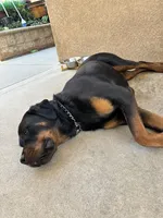 Benny, a female Rottweiler for sale in Lake Elsinore, CA – Photo 2 of 6