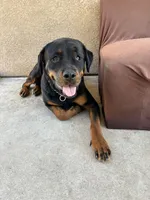 Benny, a female Rottweiler for sale in Lake Elsinore, CA – Photo 6 of 6