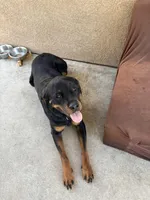 Benny, a female Rottweiler for sale in Lake Elsinore, CA – Photo 3 of 6