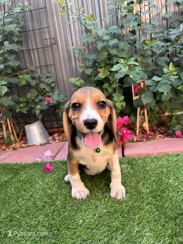 Zoey – Beagle puppy for sale in Lake Elsinore, CA