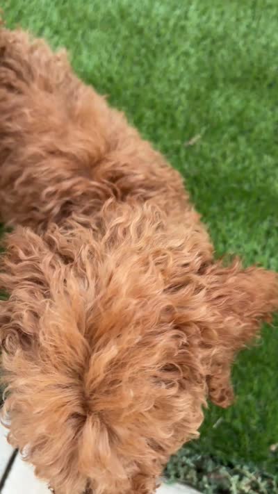 Honey, a female Poodle - Standard  for sale in Lake Elsinore, CA – 9 of 9