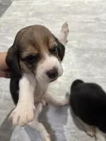 Honey, a female Beagle for sale in Lake Elsinore, CA – 2 of 10