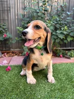 Zoey, a female Beagle for sale in Lake Elsinore, CA – 3 of 8