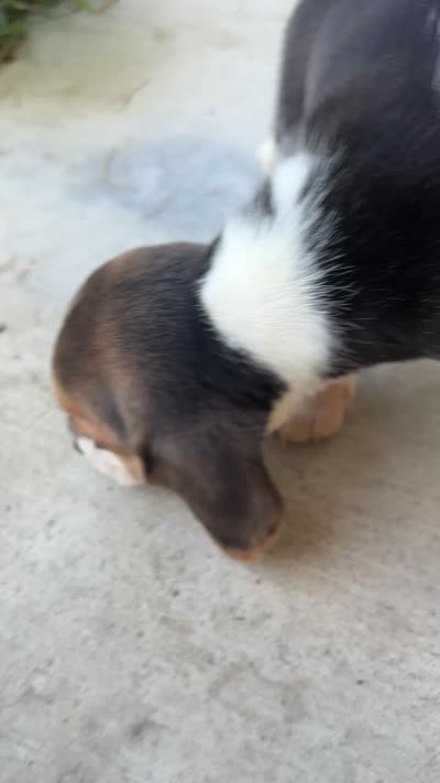 Molly, a female Beagle for sale in Lake Elsinore, CA – 9 of 9