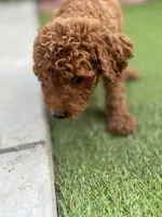 Cooper, a male Poodle - Standard  for sale in Lake Elsinore, CA – 8 of 10