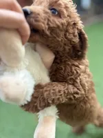 Cooper, a male Poodle - Standard  for sale in Lake Elsinore, CA – 7 of 10