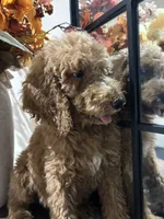 Max, a male Poodle - Standard  for sale in Lake Elsinore, CA – 6 of 10