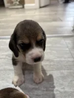 Honey, a female Beagle for sale in Lake Elsinore, CA – 3 of 10