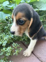 Zoey, a female Beagle for sale in Lake Elsinore, CA – 3 of 10