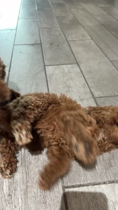 Duke, a male Poodle - Standard  for sale in Lake Elsinore, CA – 10 of 10
