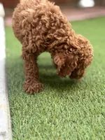 Cooper, a male Poodle - Standard  for sale in Lake Elsinore, CA – 5 of 10