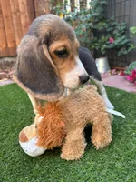 Lola, a female Beagle for sale in Lake Elsinore, CA – 3 of 6