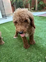 Bella, a female Poodle - Standard  for sale in Lake Elsinore, CA – 7 of 10