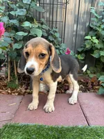 Toby, a male Beagle for sale in Lake Elsinore, CA – 4 of 7