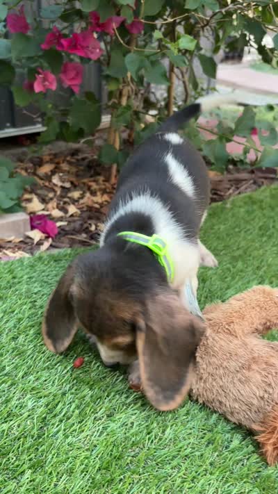 Lola, a female Beagle for sale in Lake Elsinore, CA – 6 of 6