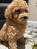 Molly, a female Poodle - Miniature  and Poodle - Standard  for sale in Lake Elsinore, CA – 9 of 10