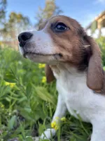 Honey, a female Beagle for sale in Lake Elsinore, CA – Photo 6 of 10