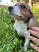 Honey, a female Beagle for sale in Lake Elsinore, CA – Photo 7 of 10